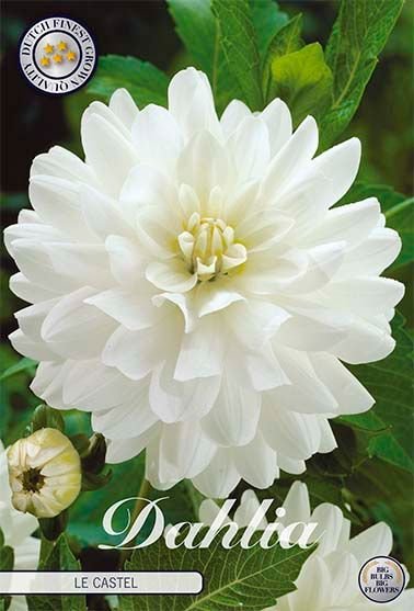 Dahlia Dekorativ Le Castle 1-pack