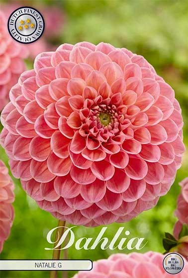 Dahlia Pompon Natalie G 1-pakning