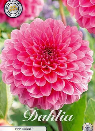 Dahlia Pompon Pink Runner 1-pakning