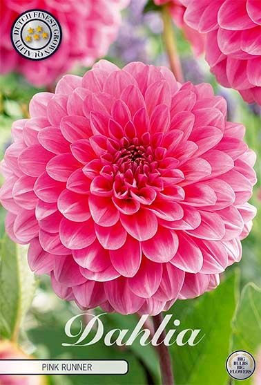 Dahlia Pompon Pink Runner 1-pakning