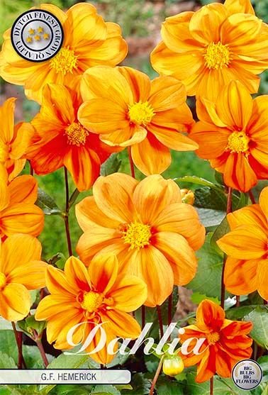 Dahlia Special GF Hemerick 1-pakning