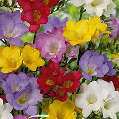 Freesia-Dobbel Blandet 15-pakning