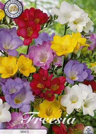 Freesia-Dobbel Blandet 15-pakning