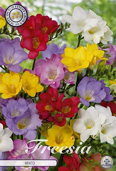 Freesia-Dobbel Blandet 15-pakning