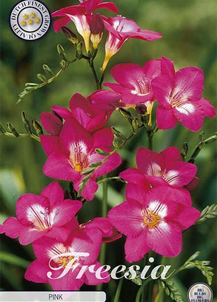 Freesia-Single Rosa 15-pakning