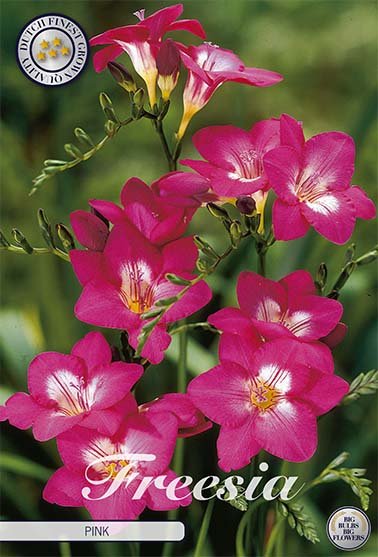 Freesia-Single Rosa 15-pakning