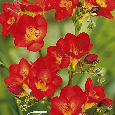 Freesia-Single Red 15-pakning