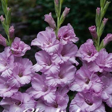 Gladiolus Alpha 10-pakning