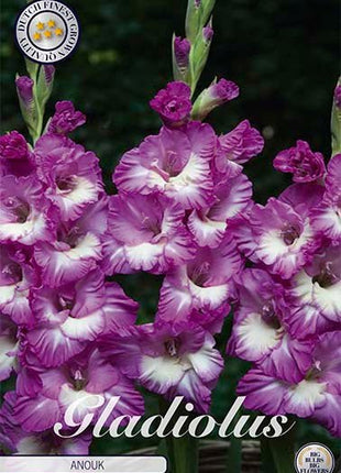 Gladiolus Anouk 10-pakning