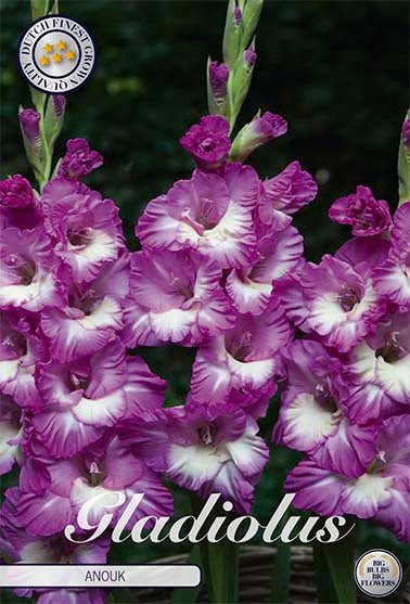 Gladiolus Anouk 10-pakning