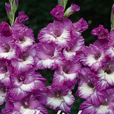 Gladiolus Anouk 10-pakning