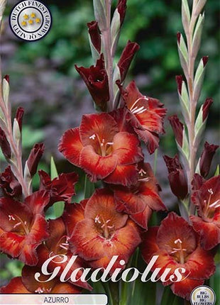 Gladiolus Azurro 10-pakning