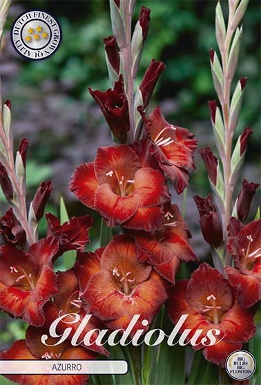 Gladiolus Azurro 10-pakning