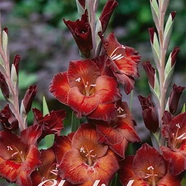Gladiolus Azurro 10-pakning
