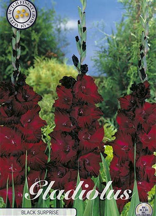 Gladiolus Black Surprice 10-pakning