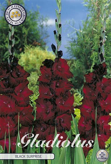 Gladiolus Black Surprice 10-pakning