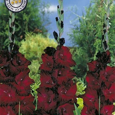 Gladiolus Black Surprice 10-pakning