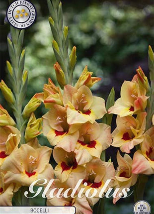 Gladiolus Bocelli 10-pakning