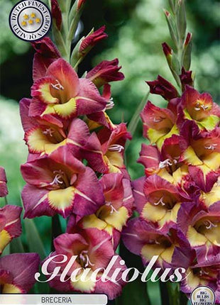 Gladiolus Breceria 10-pakning