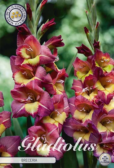 Gladiolus Breceria 10-pakning