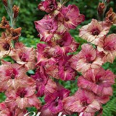 Gladiolus Brunette 10-pakning