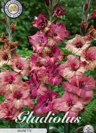 Gladiolus Brunette 10-pakning