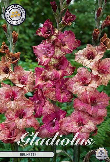 Gladiolus Brunette 10-pakning