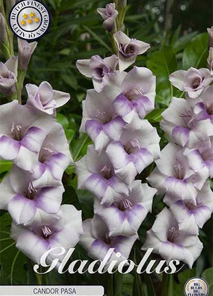 Gladiolus Candor Pasa 10-pakning