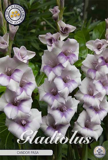 Gladiolus Candor Pasa 10-pakning