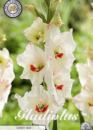 Gladiolus Candy Bar 10-pakning