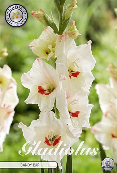 Gladiolus Candy Bar 10-pakning