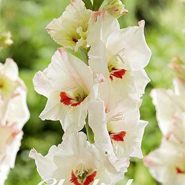 Gladiolus Candy Bar 10-pakning