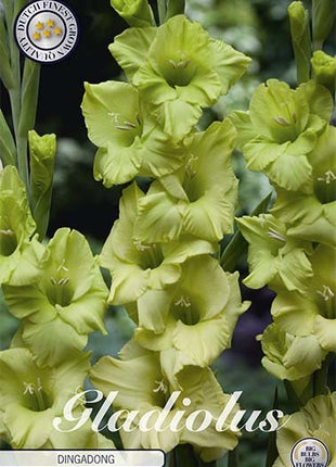 Gladiolus Dingadong 10-pakning