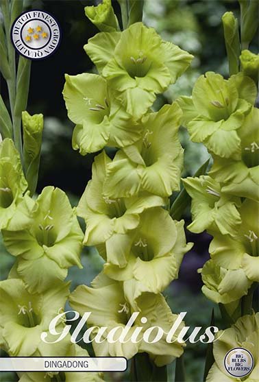 Gladiolus Dingadong 10-pakning