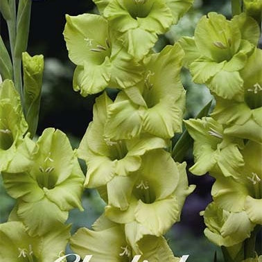Gladiolus Dingadong 10-pakning