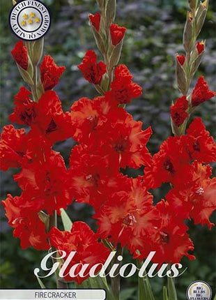 Gladiolus Firecracker 10-pakning