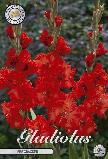 Gladiolus Firecracker 10-pakning