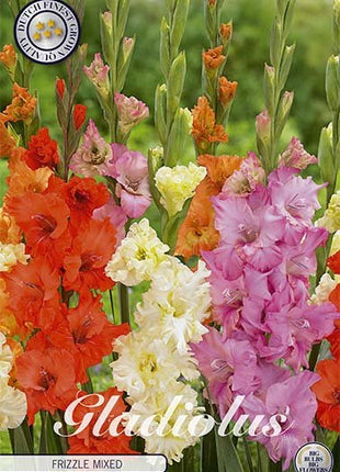 Gladiolus Frizzle Mixed 10-pakning