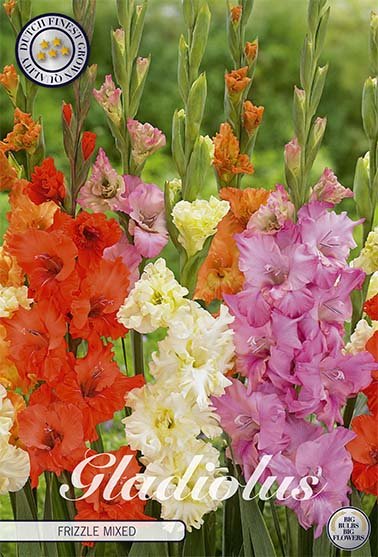 Gladiolus Frizzle Mixed 10-pakning