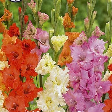 Gladiolus Frizzle Mixed 10-pakning