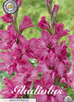 Gladiolus Kingston Ruffle 10-pakning