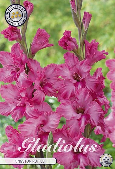 Gladiolus Kingston Ruffle 10-pakning