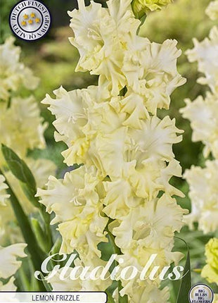 Gladiolus Lemon Frizzle 10-pakning