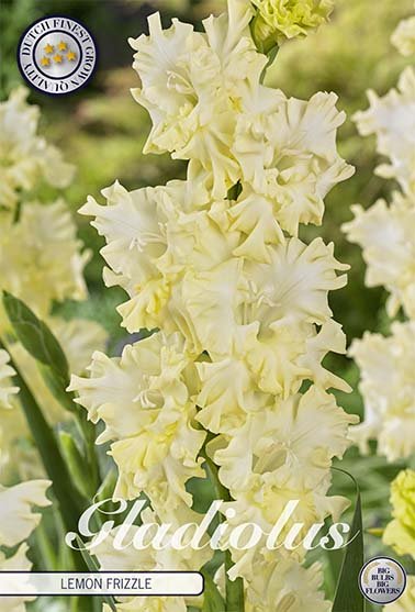 Gladiolus Lemon Frizzle 10-pakning