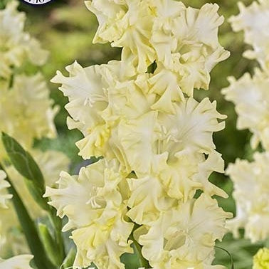 Gladiolus Lemon Frizzle 10-pakning