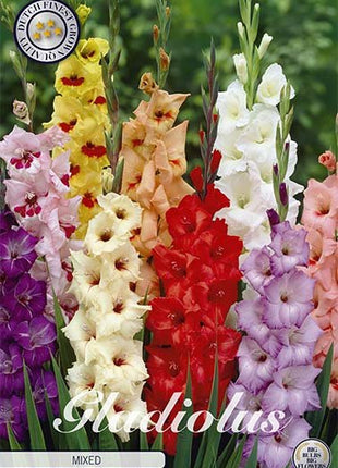 Gladiolus Mixed 10-pakning