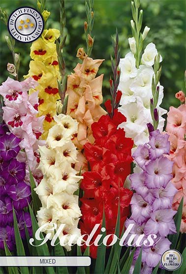 Gladiolus Mixed 10-pakning