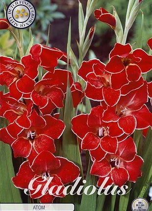 Gladiolus Nanus Atom 10-pakning