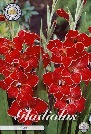 Gladiolus Nanus Atom 10-pakning