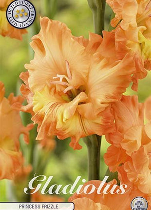 Gladiolus Princess Frizzle 10-pakning